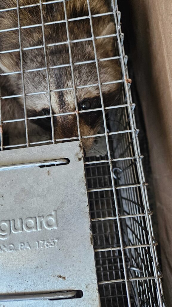 Wildlife Control Grand Rapids