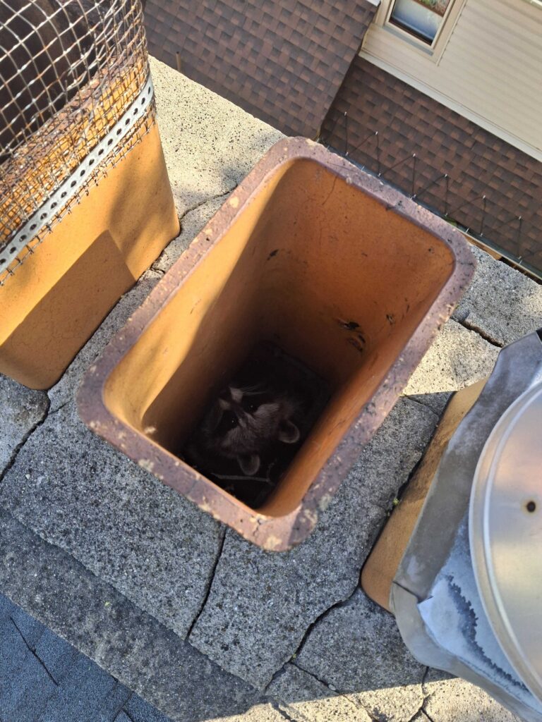 Wildlife Control Grand Rapids