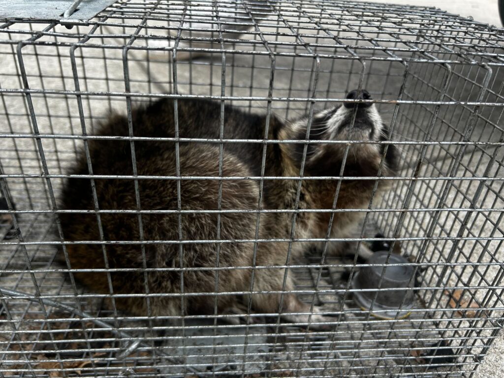 Wildlife Control Grand Rapids